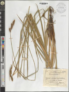 Carex paniculata L.