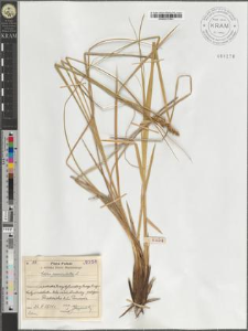 Carex paniculata L.