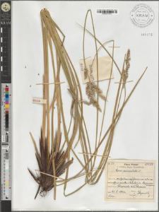 Carex paniculata L.