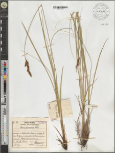 Carex paradoxa Willd.