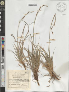 Carex pediformis C. A. M. subsp. macroura (Meinsh.) Podp.