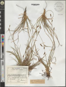 Carex pediformis