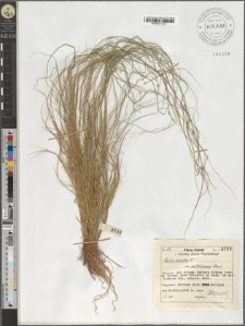 Carex remota L. var. subloliacea Schur