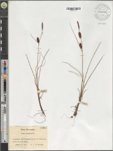 Carex rotundata Wg