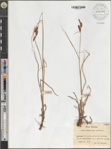 Carex rotundata Wg × saxatilis L.