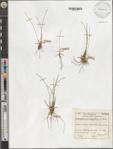 Trichophorum caespitosum (L.) Hartm.