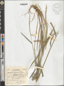 Agropyrum caninum (L.) P. Beauv. var. typicum A. et Gr.