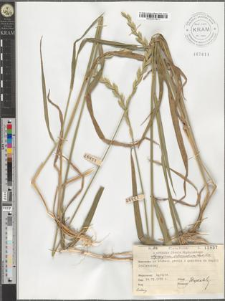 Agropyrum intermedium (Host.) P.B.