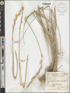 Agropyrum intermedium (Host.) P.B.