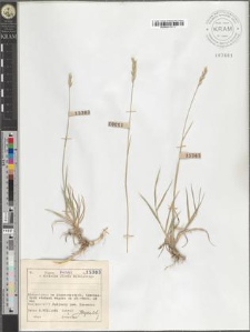 Agropyron repens