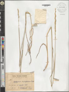 Agropyrum trichophorum Richt.