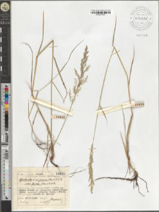 Agrostis alba L. var. genuina (Schur) A. et Gr. subvar. flavida (Schur) A. et Gr.