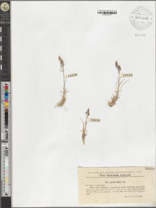 Agrostis alpina Scop.
