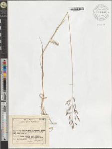 Agrostis canina L.