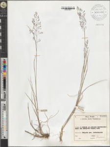 Agrostis vulgaris With. var. arenicola A. et Gr.