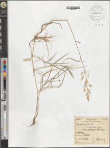Agrostis vulgaris With. var. stolonifera Koch