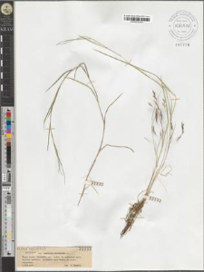 Agrostis stolonifera L.