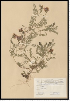 Astragalus danicus Retz.