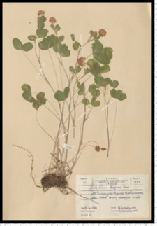 Trifolium hybridum L. subsp. elegans (Savi) Asch. & Graebn.