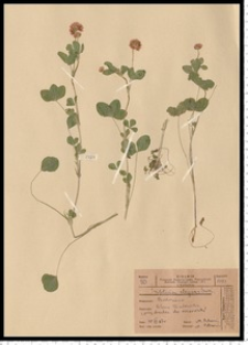 Trifolium hybridum L. subsp. elegans (Savi) Asch. & Graebn.