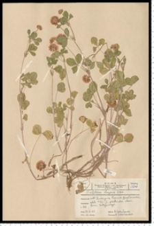 Trifolium hybridum L. subsp. elegans (Savi) Asch. & Graebn.