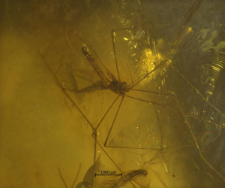 Rhabdomastix