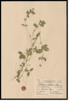 Trifolium hybridum L. subsp. elegans (Savi) Asch. & Graebn.