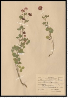 Trifolium hybridum L. subsp. elegans (Savi) Asch. & Graebn.