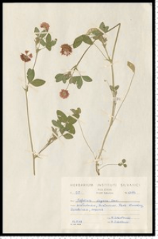 Trifolium hybridum L. subsp. elegans (Savi) Asch. & Graebn.
