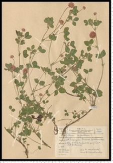 Trifolium hybridum L.