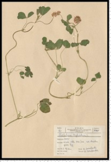 Trifolium hybridum L.