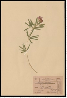 Trifolium lupinaster L.