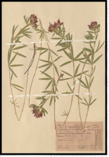 Trifolium lupinaster L.