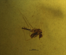 Psychodidae