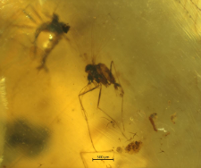 Psychodidae