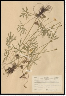 Ranunculus polyanthemos L.