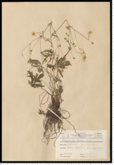 Ranunculus strigulosus Schur