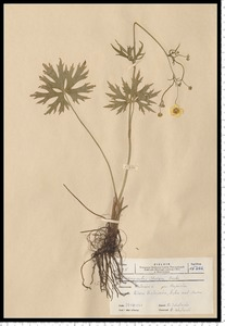 Ranunculus strigulosus Schur