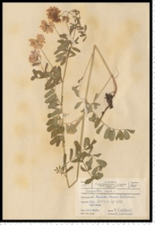Coronilla varia L.
