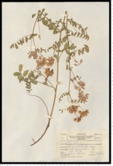 Coronilla varia L.