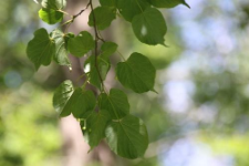 Tilia japonica (Miq.) Simonk.