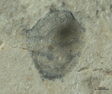 Goniodromites species
