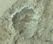 Goniodromites species