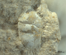 Goniodromites species