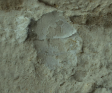 Tanidromites species