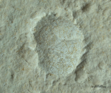 Goniodromites serratus