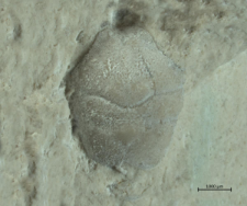Goniodromites kubai