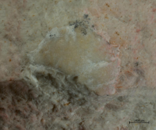 Goniodromites species