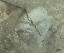 Goniodromites species