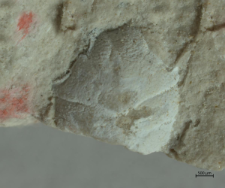 Goniodromites kubai